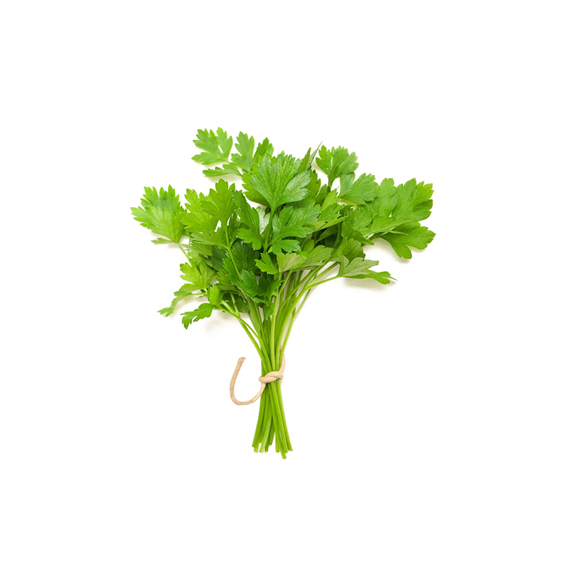 Cilantro